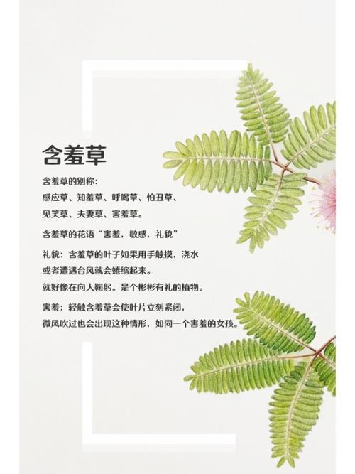 午夜影院试演看免费：最新电影抢先体验，零成本畅享高清试播片源