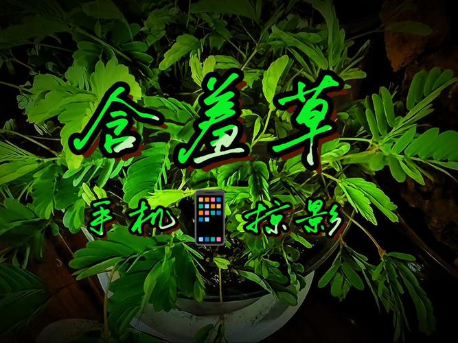 4480青苹果电影院的相关介绍